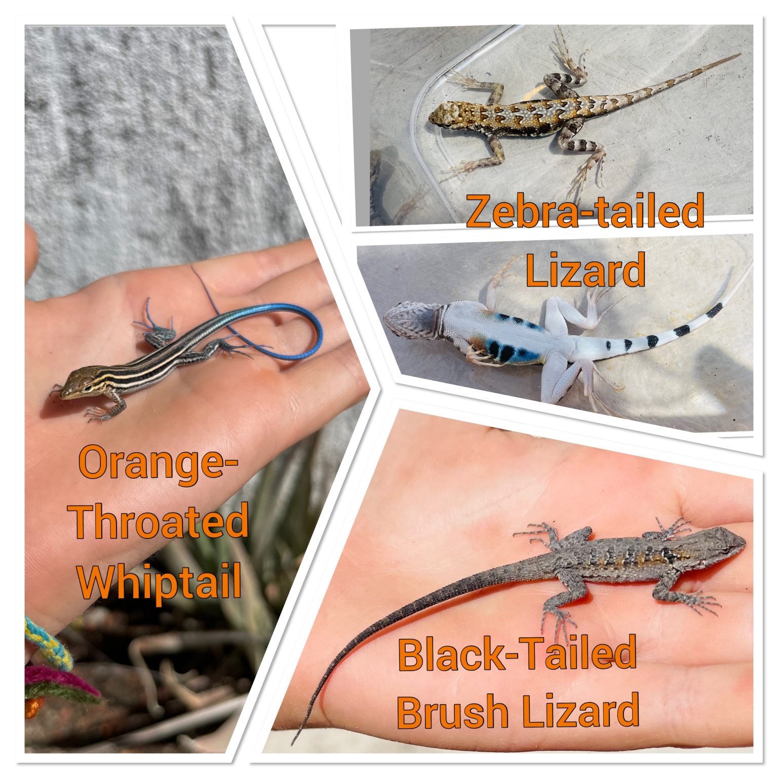 Winter reptiles The Ventana View