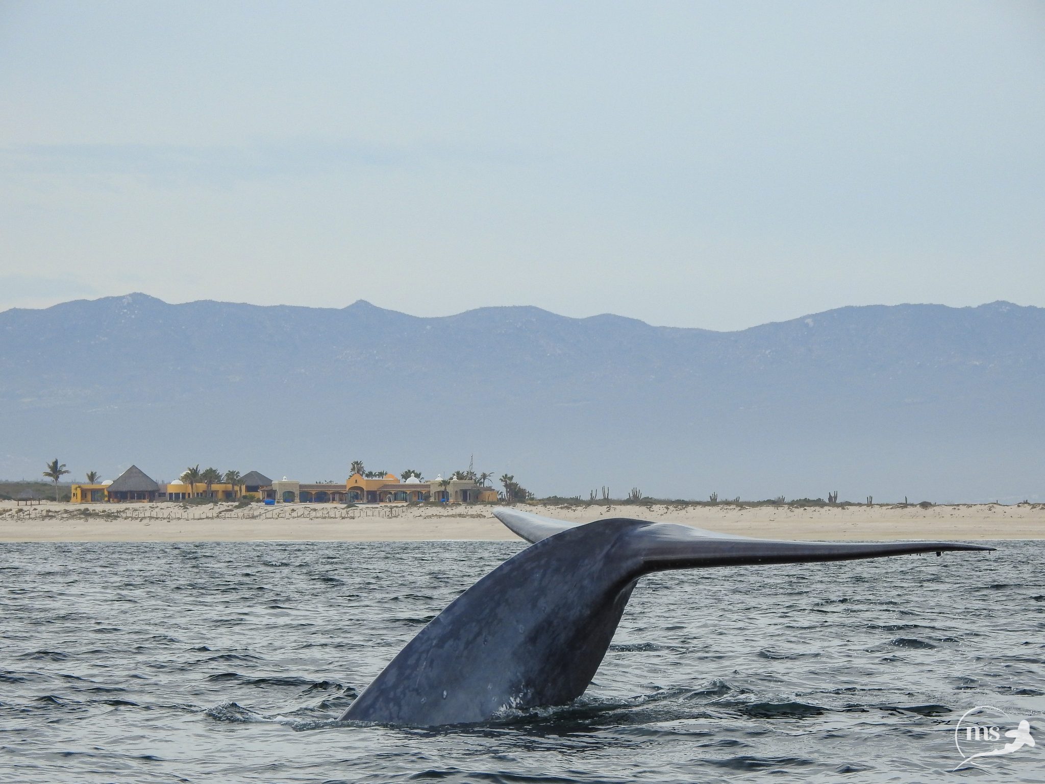 Blue Whale The Ventana View